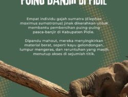 Jeritan Sunyi Gajah Sumatera (Elephas Maximus Sumatranus)