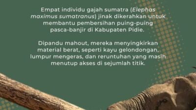 Jeritan Sunyi Gajah Sumatera (Elephas Maximus Sumatranus)