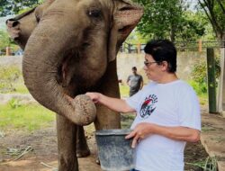 711 Satwa Bandung Zoo Bertahan dari Donasi Publik, APECSI Nilai Ini Bukan Solusi