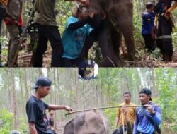 Apa Salahku ? Apa Dosaku ? Rumahku Kau Jadikan Kebun Sawit Dan Tambang