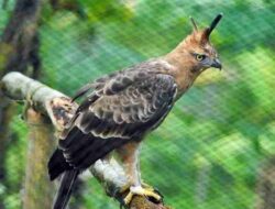 Elang Jawa (Burung Garuda) Nisaetus Bartelsi