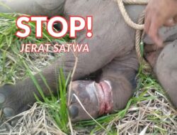 Ayo, Bersama Hentikan Pemasangan Jerat Satwa Liar Di Hutan Dan Jalur Jelajah Gajah!