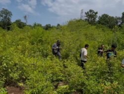 Borok Hutan Gundul di Jembrana: Izin Pusat “Tabrak” Benteng Ekologi Bali?