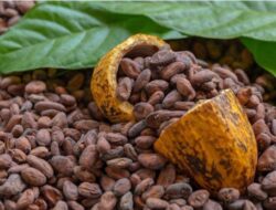 Dari Biji Pahit ke Kemewahan Manis: Menyingkap Filosofi dan Evolusi Cokelat