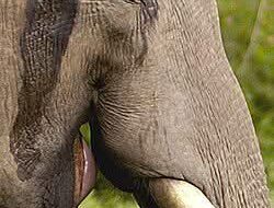 Sisi Gelap Gajah Jantan