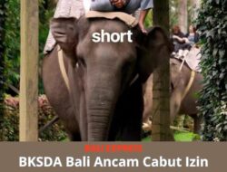 BKSDA Bali ‘Tabuh Genderang Perang’ Lawan Bisnis Gajah Tunggang: Patuh atau Cabut Izin!