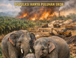 Indonesia Terancam Kehilangan Gajah Kerdil Borneo: Populasi Hanya Puluhan Ekor
