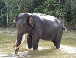 Nasib Gajah Sumatera (Elephas Maximus Sumatranus) Di Bali