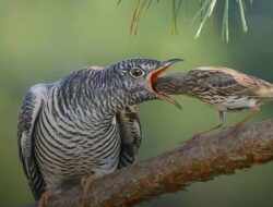 Burung Kedasih dari Kecerdikan Alam yang Dianggap “Kejam” oleh Manusia