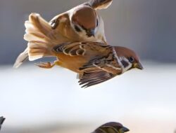 Burung Gereja sebenarnya Memiliki Nama Asli Burung Pingai