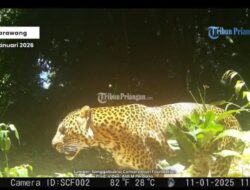 Apresiasi Eks Wakapolri untuk Polda Jabar: Gerak Cepat Ringkus Pemburu Macan Tutul Sanggabuana
