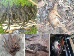 Regulasi Hukum Penggunaan Senapan Angin: Ketentuan, Sanksi, dan Prosedur Pelaporan