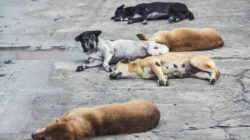 Pemkot Bandung Respons Cepat Insiden Serangan Anjing di Warung Muncang: Keselamatan Publik Harga Mati