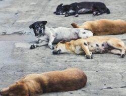 Pemkot Bandung Respons Cepat Insiden Serangan Anjing di Warung Muncang: Keselamatan Publik Harga Mati