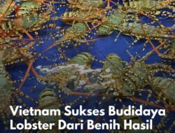 Dibalik Kesuksesan Vietnam Budidaya Lobster terbesar di Asia