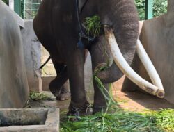 Memenjara Raksasa: Menyoal Etika Pemasungan Gajah di Semarang Zoo