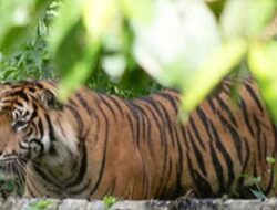 Soal Kemunculan Jejak Harimau di Simalungun, Ini Mengingatkan Penyempitan Habitat Satwa