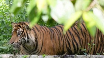 Soal Kemunculan Jejak Harimau di Simalungun, Ini Mengingatkan Penyempitan Habitat Satwa