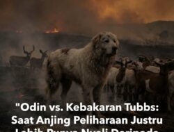 Odin: Sang Penjaga Setia yang Menantang Maut di Balik Kebakaran Tubbs 2017