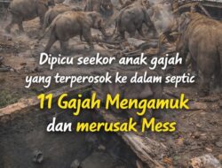 Kawanan Gajah Mengamuk di Minas, Dipicu Anak Gajah Terperosok ke Septic Tank