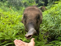 Alarm Merah Konservasi: 2026 Menjadi Tahun “Genosida” Terselubung Gajah Sumatra?