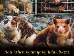 Penyelundupan Senyap di Ahmad Yani: Menahan ‘Nafas’ Papua yang Tercuri