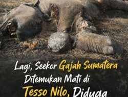 Darurat Konservasi: Gajah Keenam Tumbang di 2026, Akuntabilitas Komitmen Dipertanyakan