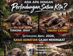 Alarm Merah di Kantong Gajah: 6 Kematian dalam 2 Bulan, Di Mana Negara?