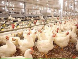 Proyeksi Laba AYAM di Tengah Ekspansi Utang: Optimisme MBG atau Beban Operasional?