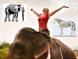 Memahami Perbedaan Fundamental: Menunggangi Kuda vs. Gajah dalam Perspektif Anatomi dan Etika