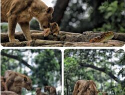 BKAD Kota Bandung Soroti Ketidaksinkronan Data Google: Status Kebun Binatang Masih Terkunci Rapat