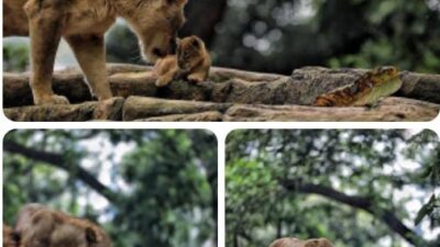 BKAD Kota Bandung Soroti Ketidaksinkronan Data Google: Status Kebun Binatang Masih Terkunci Rapat