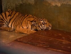 Kematian Anak Harimau Benggala: Virus Bawaan atau Lemahnya Pengawasan di Kebun Binatang Bandung?