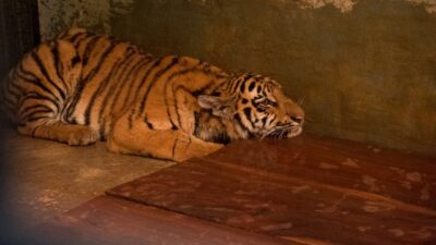 Kematian Anak Harimau Benggala: Virus Bawaan atau Lemahnya Pengawasan di Kebun Binatang Bandung?