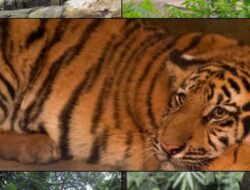 Dua Bayi Harimau Mati di ‘Derenten’, Komitmen Pemkot Bandung Benahi Tata Kelola Dipertanyakan?