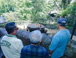Tragedi Kematian Anak Harimau di Bandung Zoo: Alarm Keras Lemahnya Biosekuriti dan Urgensi Pembenahan Manajemen