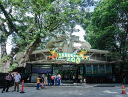 Menakar Transisi Bandung Zoo: Estetika Tahura Tak Gantikan Urgensi Konservasi