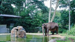 Menanti Transparansi Pemkot Bandung: 85 Lembaga Antre Kelola Kebun Binatang, Siapa Paling Layak?