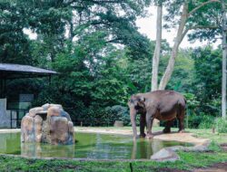 Menanti Transparansi Pemkot Bandung: 85 Lembaga Antre Kelola Kebun Binatang, Siapa Paling Layak?