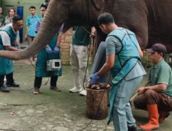 DKPP Klaim Satwa Eks Kebun Binatang Bandung Sehat, Hasil Lab Balai Keswan Jabar Jadi Penentu Selanjutnya