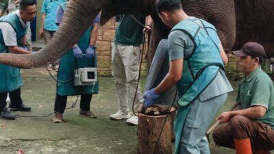 DKPP Klaim Satwa Eks Kebun Binatang Bandung Sehat, Hasil Lab Balai Keswan Jabar Jadi Penentu Selanjutnya