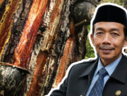 Soroti Dugaan Penyadapan Getah Pinus Ilegal di Gunung Ciremai, ASH: Ini Kejahatan Ekologis