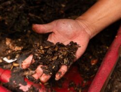 Festival Tamansari Jadi Ajang Edukasi Maggot, Warga Dorong Pengolahan Sampah Organik Berbasis Komunitas