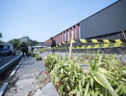 Sanksi Bisnis Menanti Perusak Pohon di Bandung, Pemkot Kembangkan Penyelidikan di Sejumlah Titik