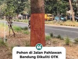 Aksi Vandalisme Pohon di Jalan Pahlawan Terbongkar, Efektivitas Pengawasan Pemkot Bandung Dipertanyakan