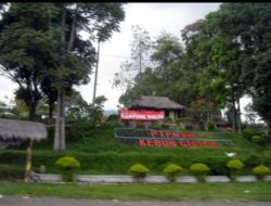 Sejarah Perkebunan Di Subang: PT. Perkebunan Nusantara VIII Ciater